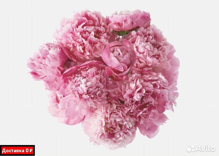 Пионы для юбилея