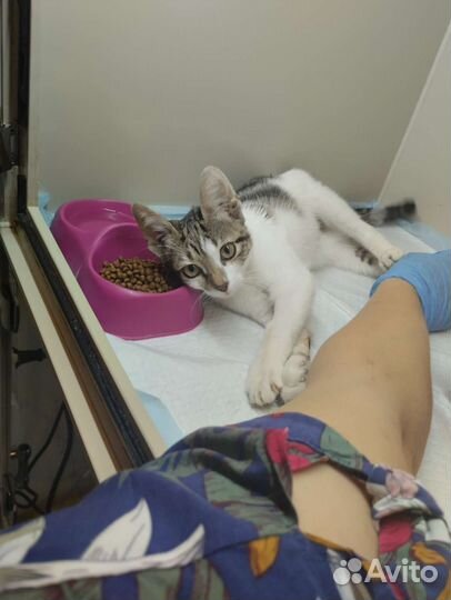 Котёнок девочка Злата