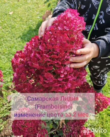 Самарская Лидия гортензия