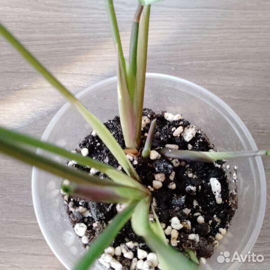 Растения для дома и офиса