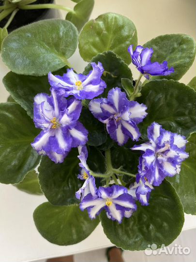 Листочки сортовых фиалок