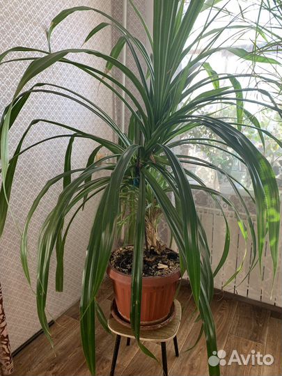 Комнатные растения цветы большие