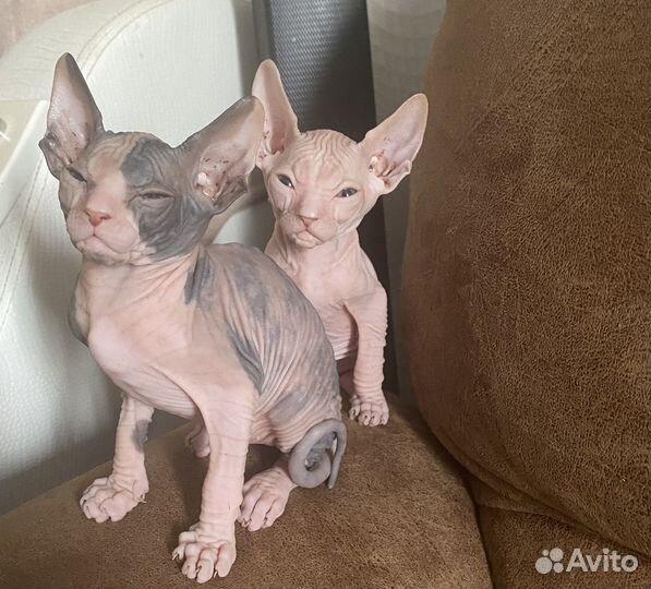 Донской сфинкс котенок