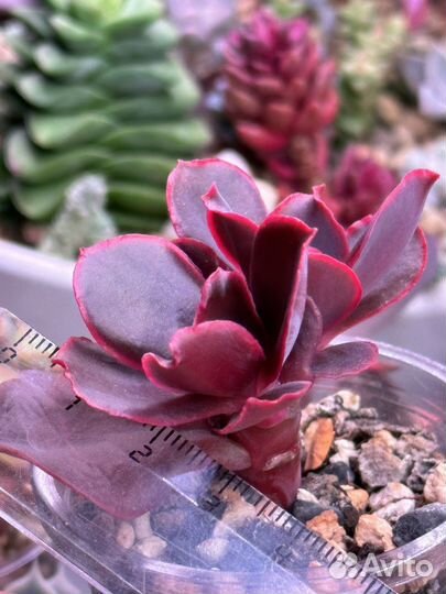 Детки вариегатных суккулентов