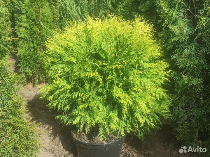 Туя Даника аурея