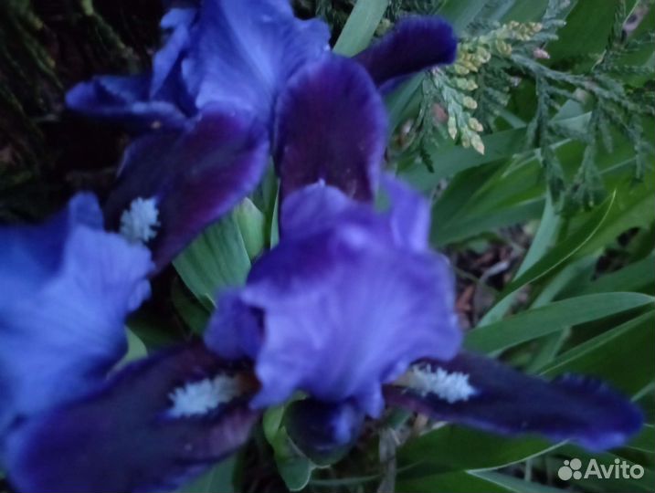 Ирис болотный, сибирский, германский