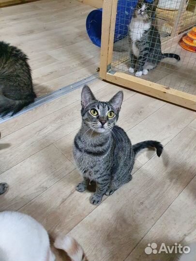 Кошечки ищут дом