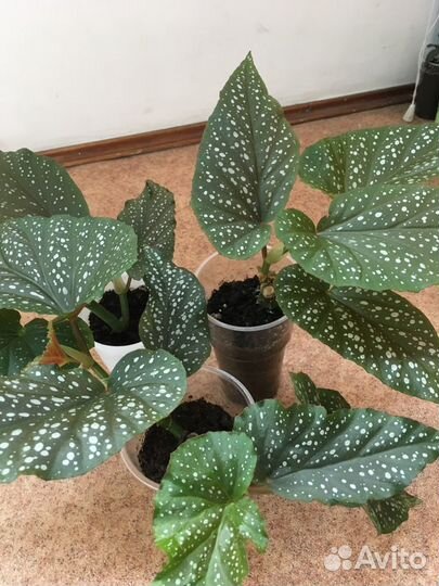 Бегония коралловая