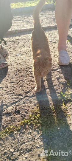 Котенок