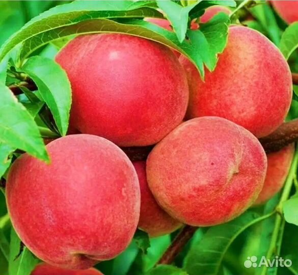 Саженцы Персика колоновидный Золотой Триумф