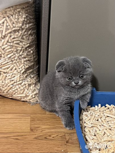 Шотландская девочка, красавица