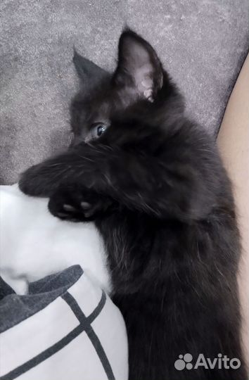 Котята мейн-кун