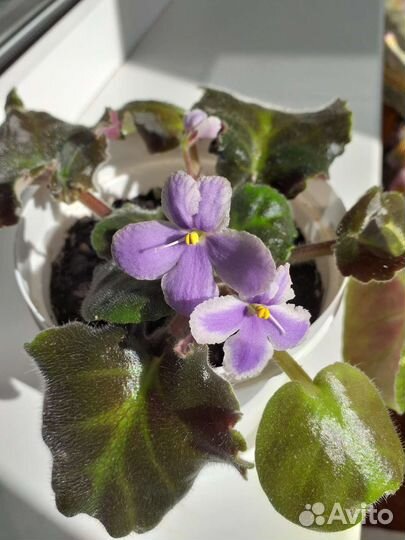 Фиалка в горшке