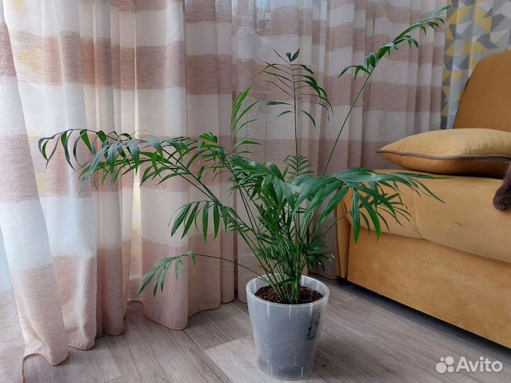 Комнатные растения пальма хамедорея