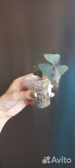 Сортовые оксалисы