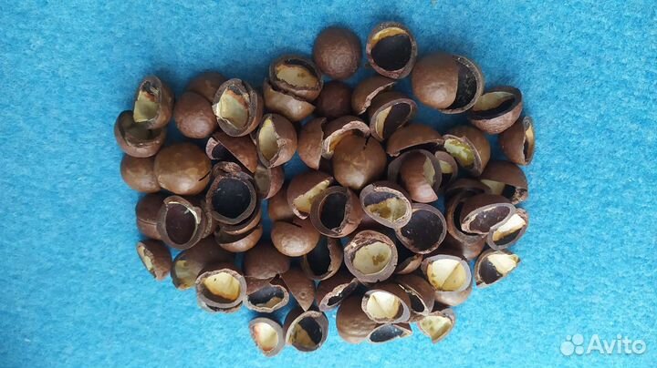 Скорлупа ореха макадамия 180 граммов