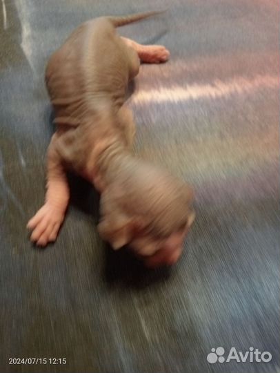 Бронирование котят породы канадский сфинкс