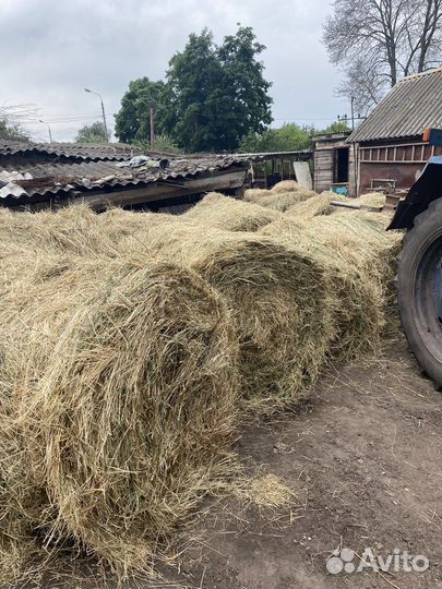 Продам сено