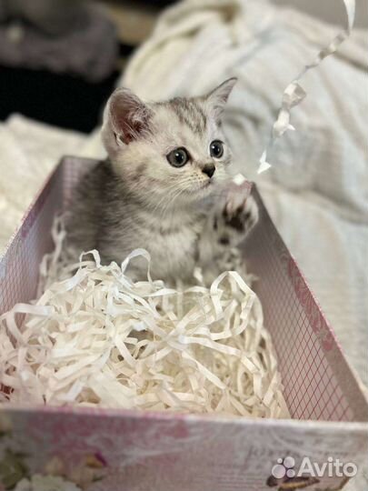 Британская короткошерстная кошка