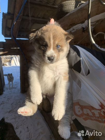 Отдам щенка в добрые руки