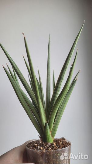 Сансевиерия Bunlue Torch silver