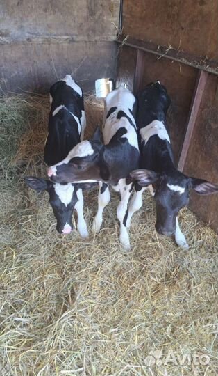 Бычки телята