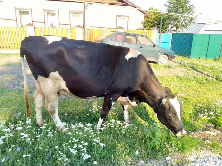 Корова дойная