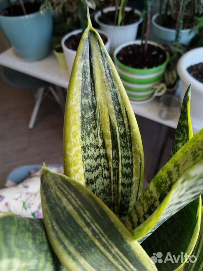 Сансевиерия Канарская