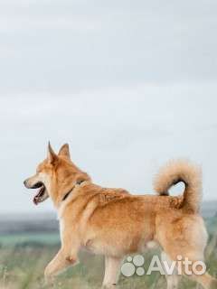 Собака бесплатно