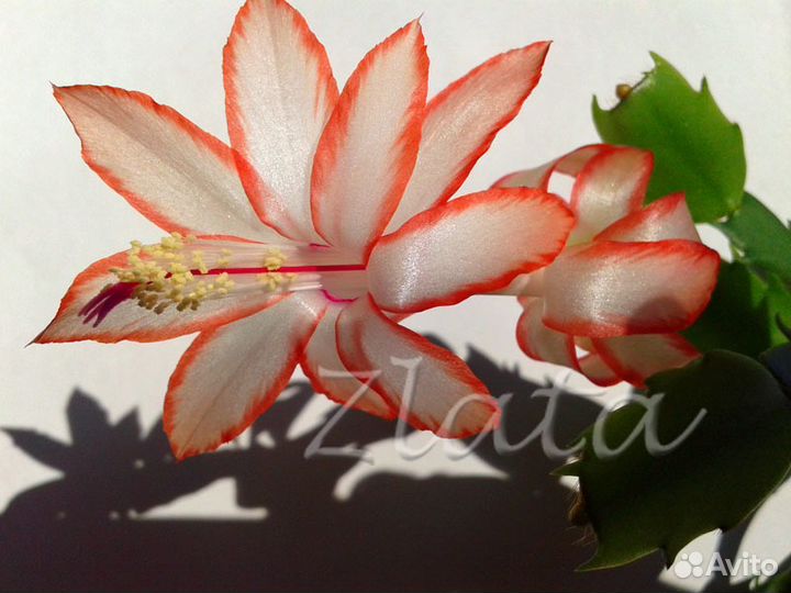 Цветы. Шлюмбергера (декабрист)