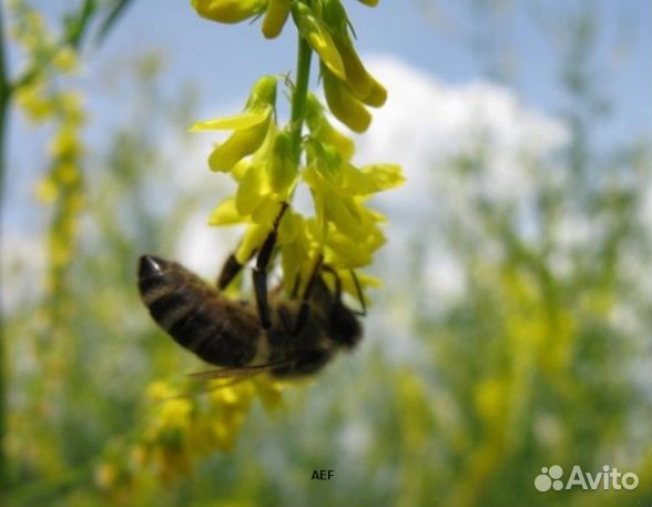 Мед 24 года из Алтая опт