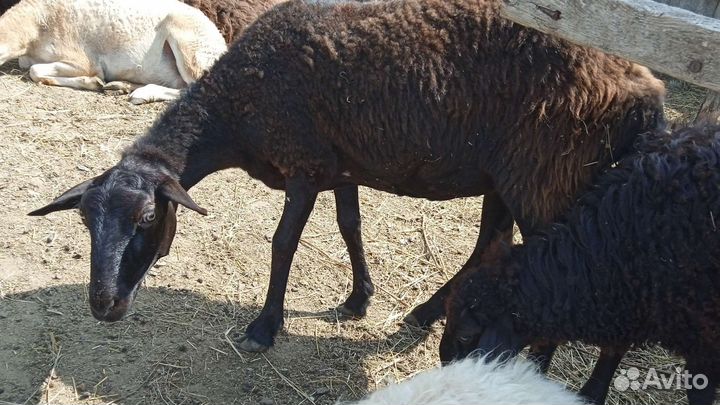 Овцы и бараны