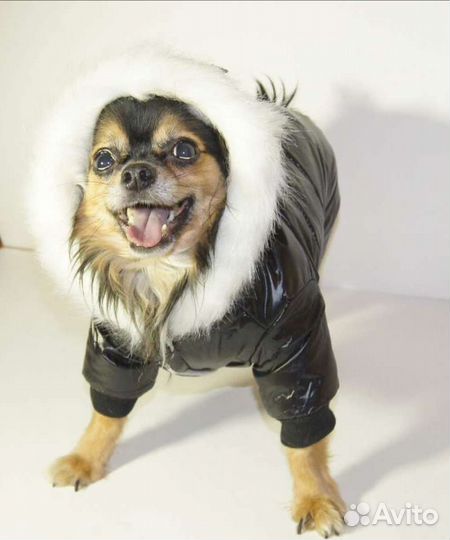Одежда для маленьких собак зима