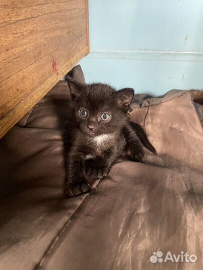 Котята в добрые руки мальчик