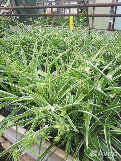 Хлорофитум