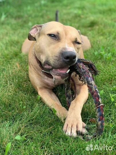 Собака Дора