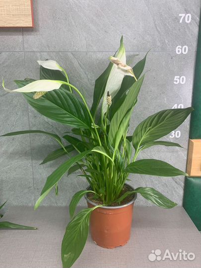 Спатифиллум