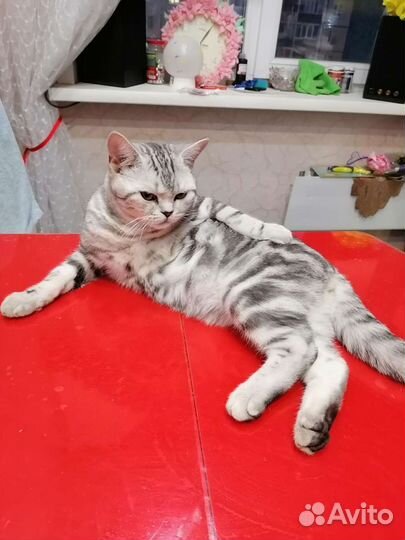 Кот вязка