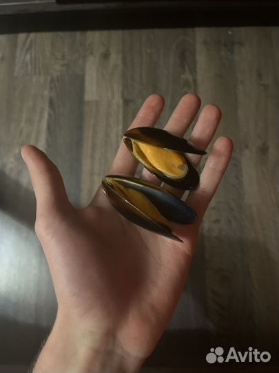 Мидии в раковине