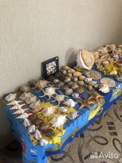 Морские ракушки раковины и коралы