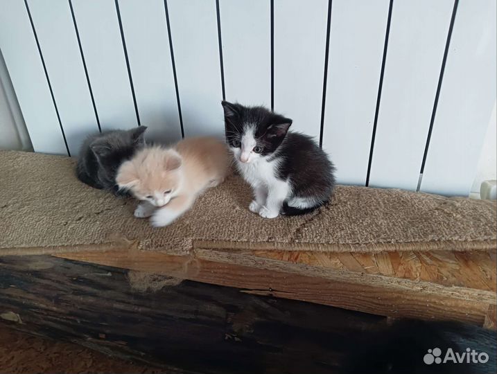 Кошки в добрые руки бесплатно