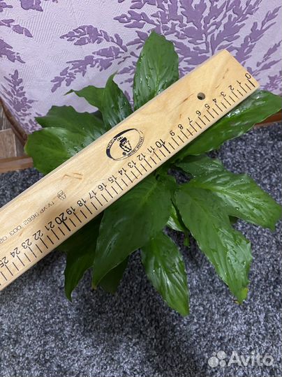 Спатифиллум