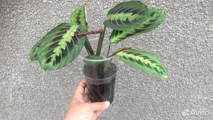 Маранта триколор