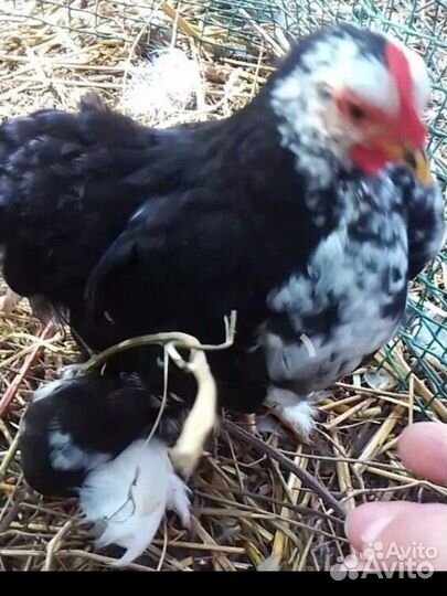 Карликовый кохинхин