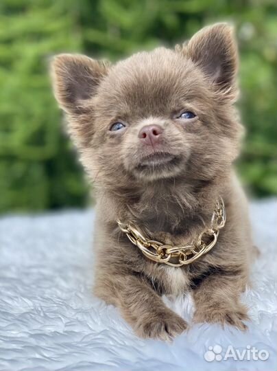 Чихуахуа лиловый домовенок