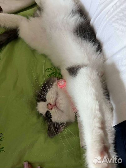 Кошка в дар