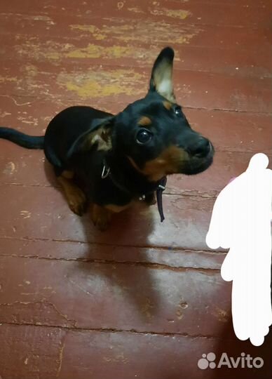 Щенок цвергпинчера