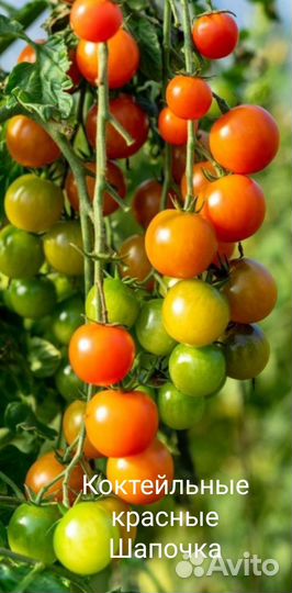 Красные томаты, семена