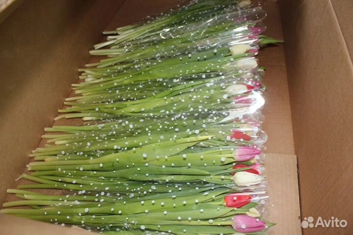 Тюльпаны оптом от производителя Чита