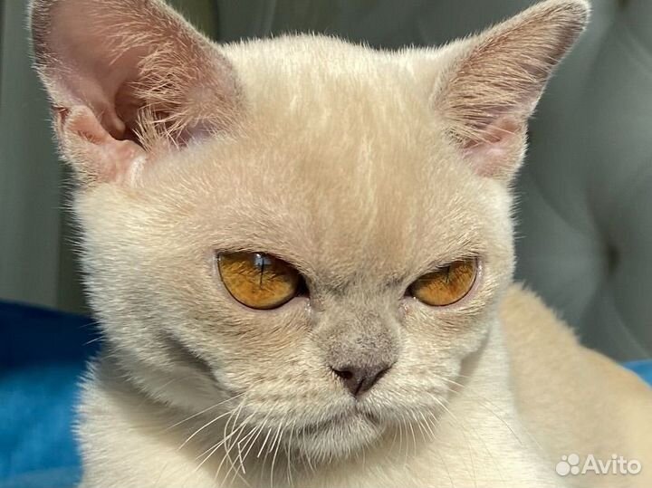 Бурма европейская